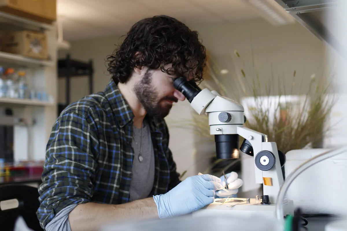 Person wearing gloves examining samples under a microscope in a laboratory.