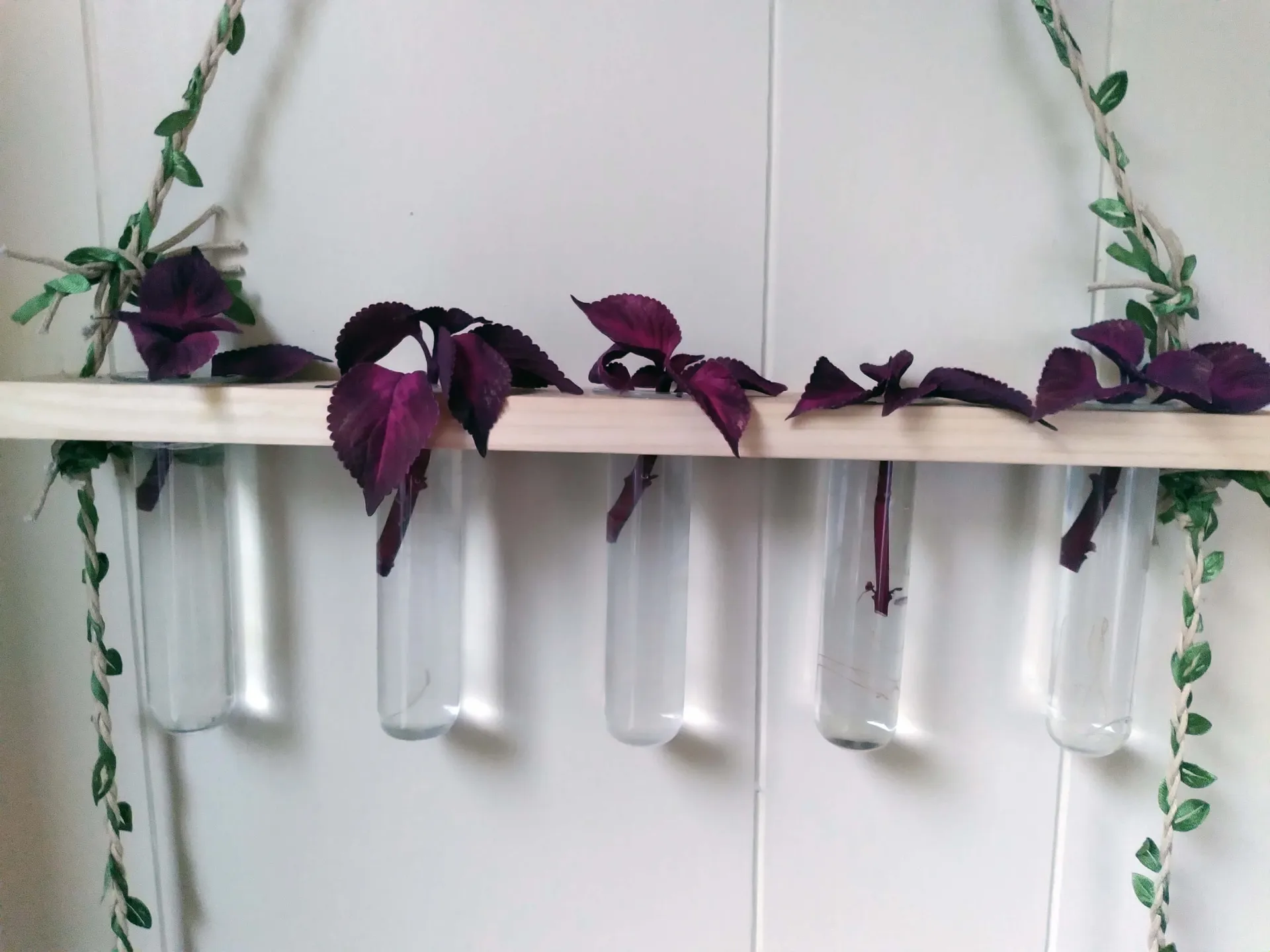 coleus cuttings rooted in water