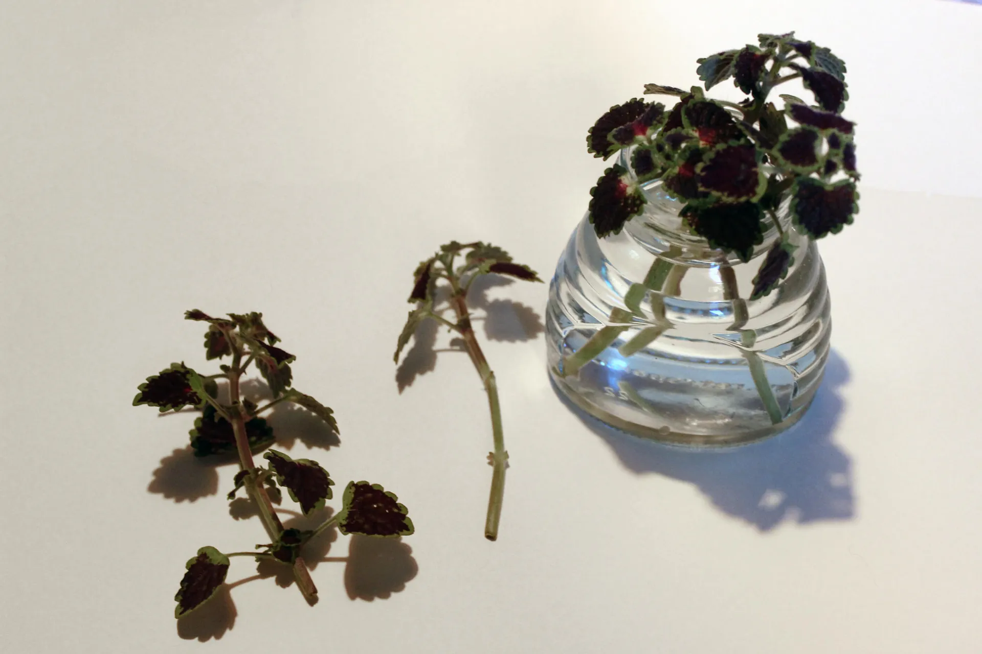coleus cuttings