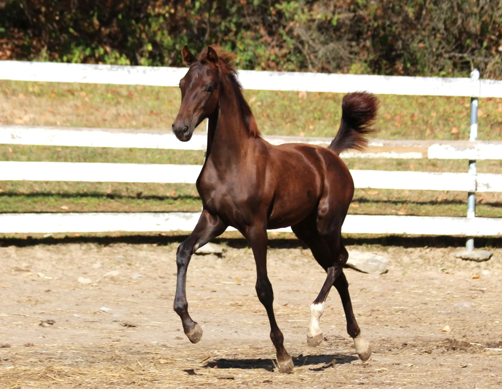 chestnut filly trotting with tail up 