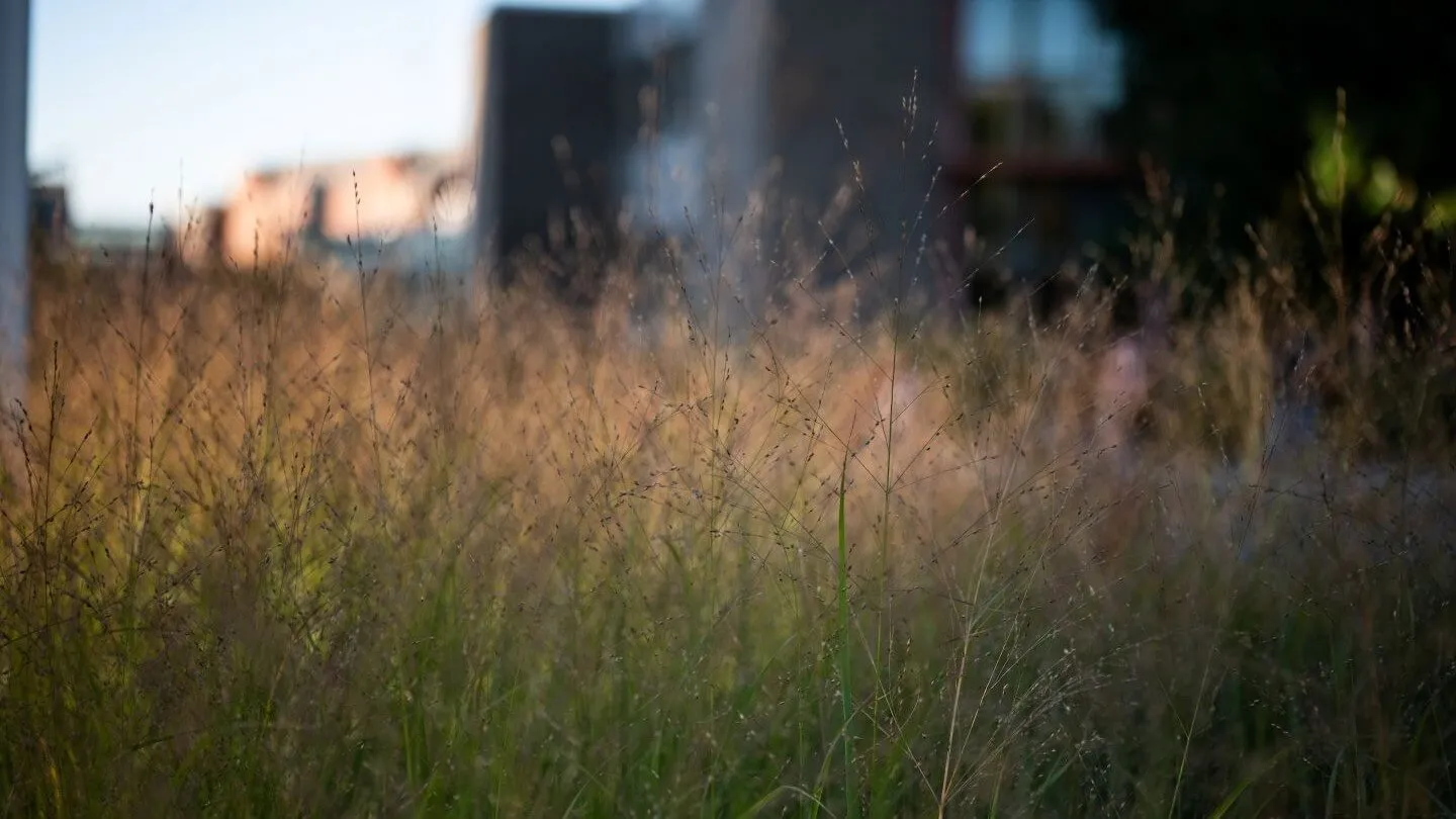 Fall grass on campus