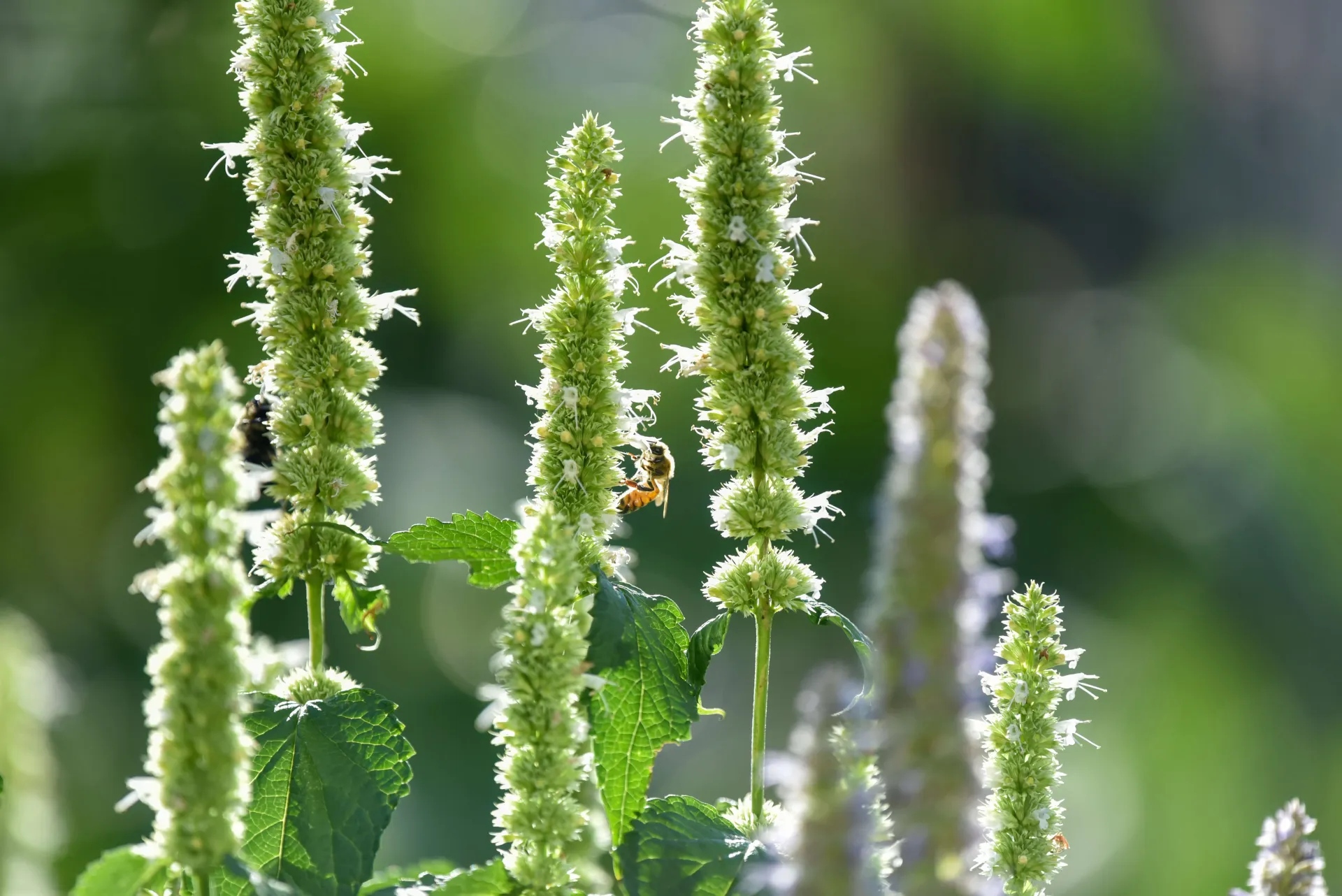 ALE Honey bee on flower