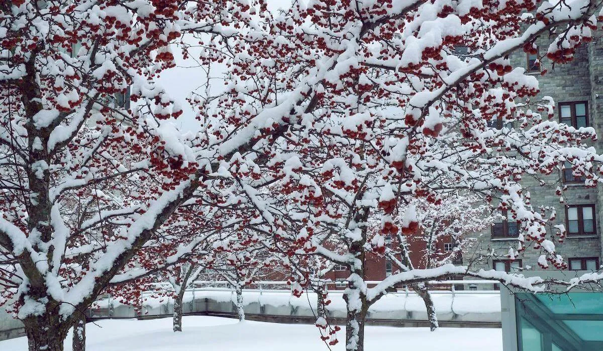 Outdoor shot of Dana Health Sciences Library Entrance on a snowy day.