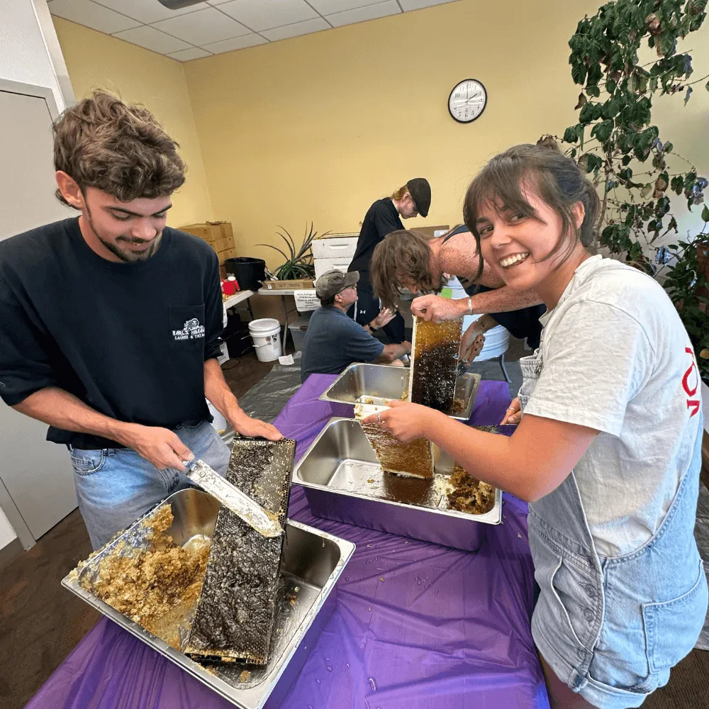 Students removing honey and beeswax