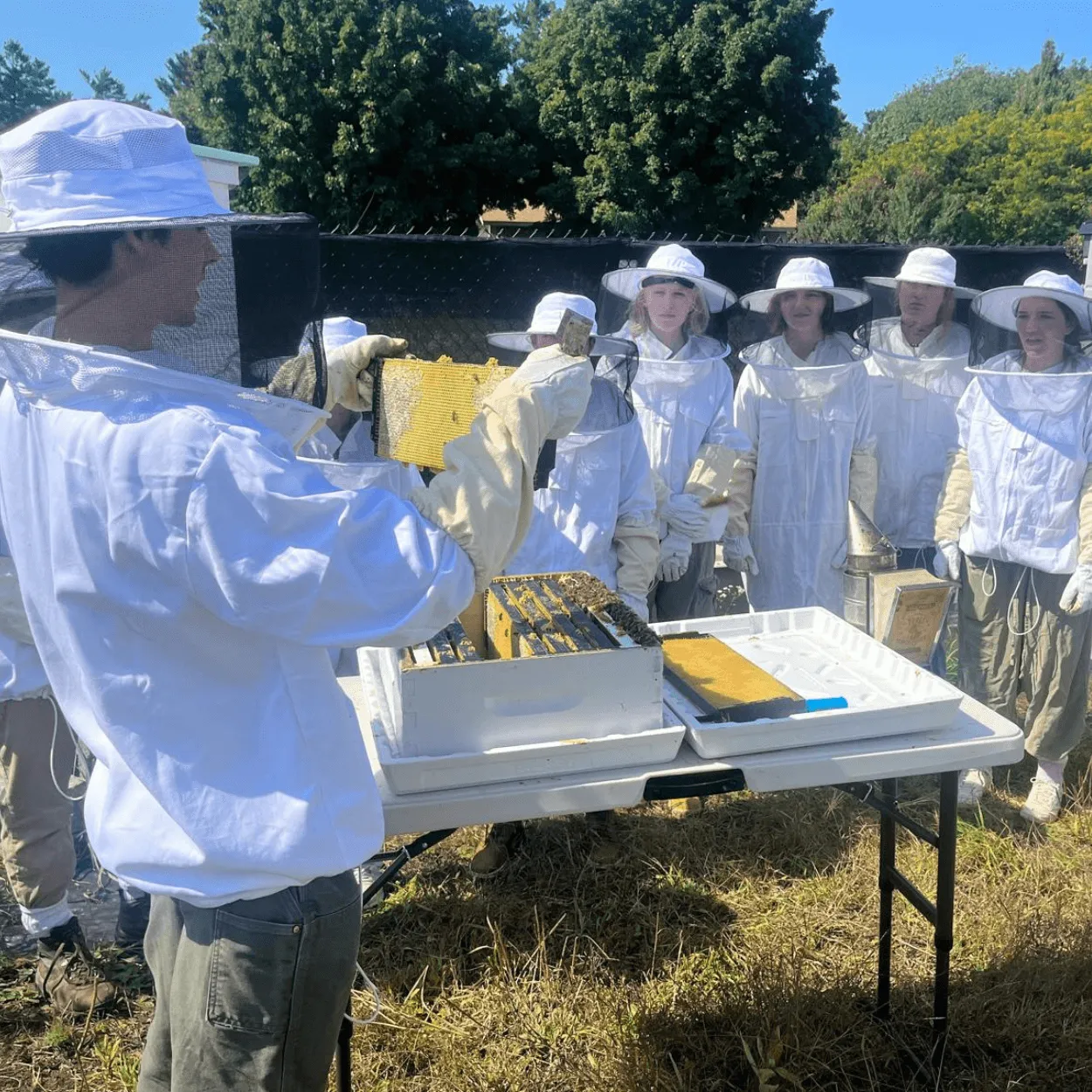 UVM students inspecting beehives