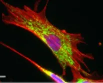 Microscopic image of an individual cell with the mitochondria indicated in green
