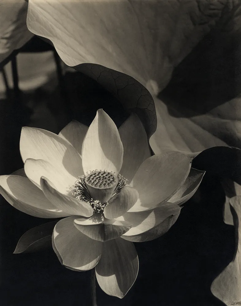 Black and white photograph of a flower with a cone center