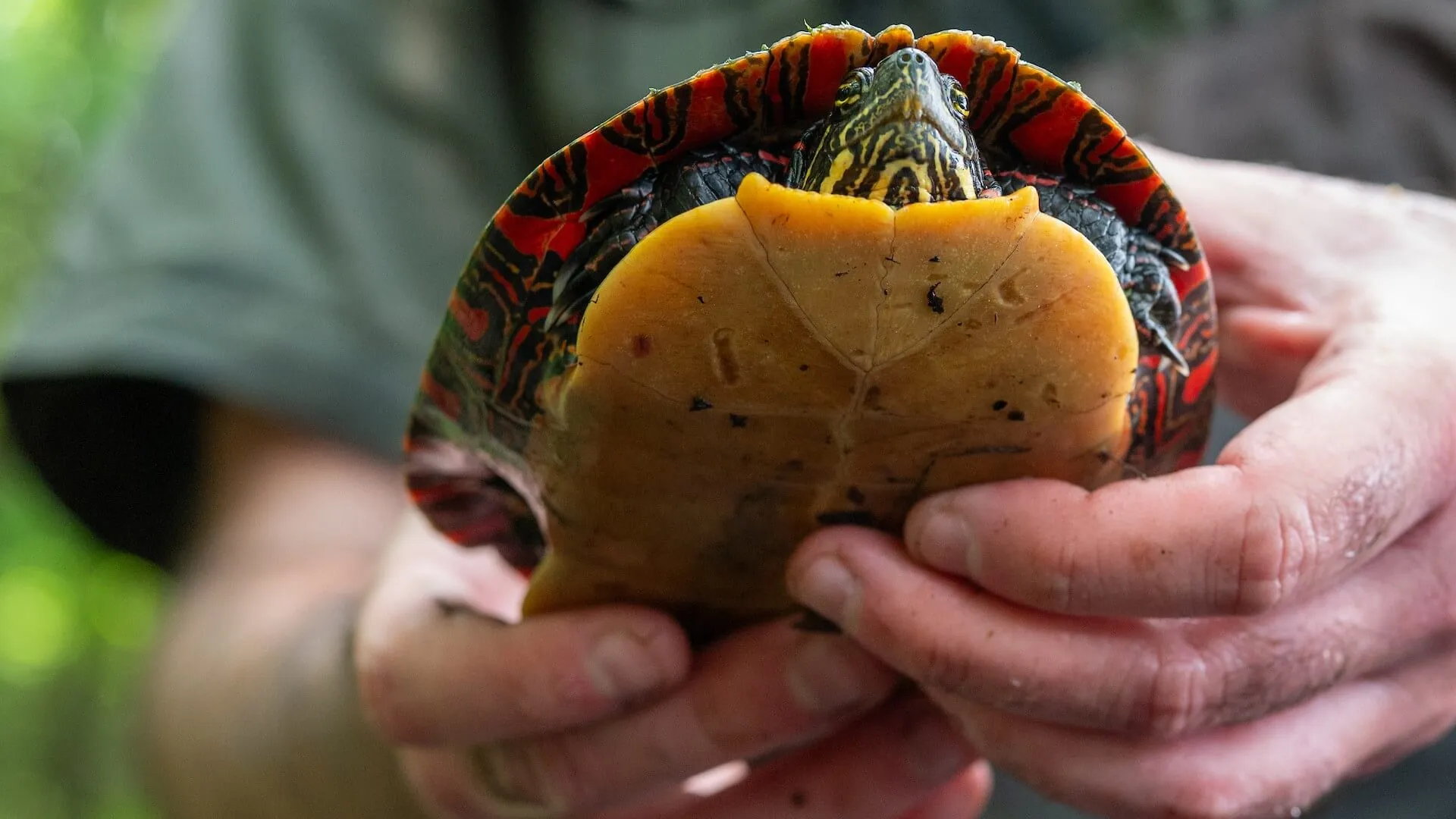 Turtle being held by a researcher in the WFB program