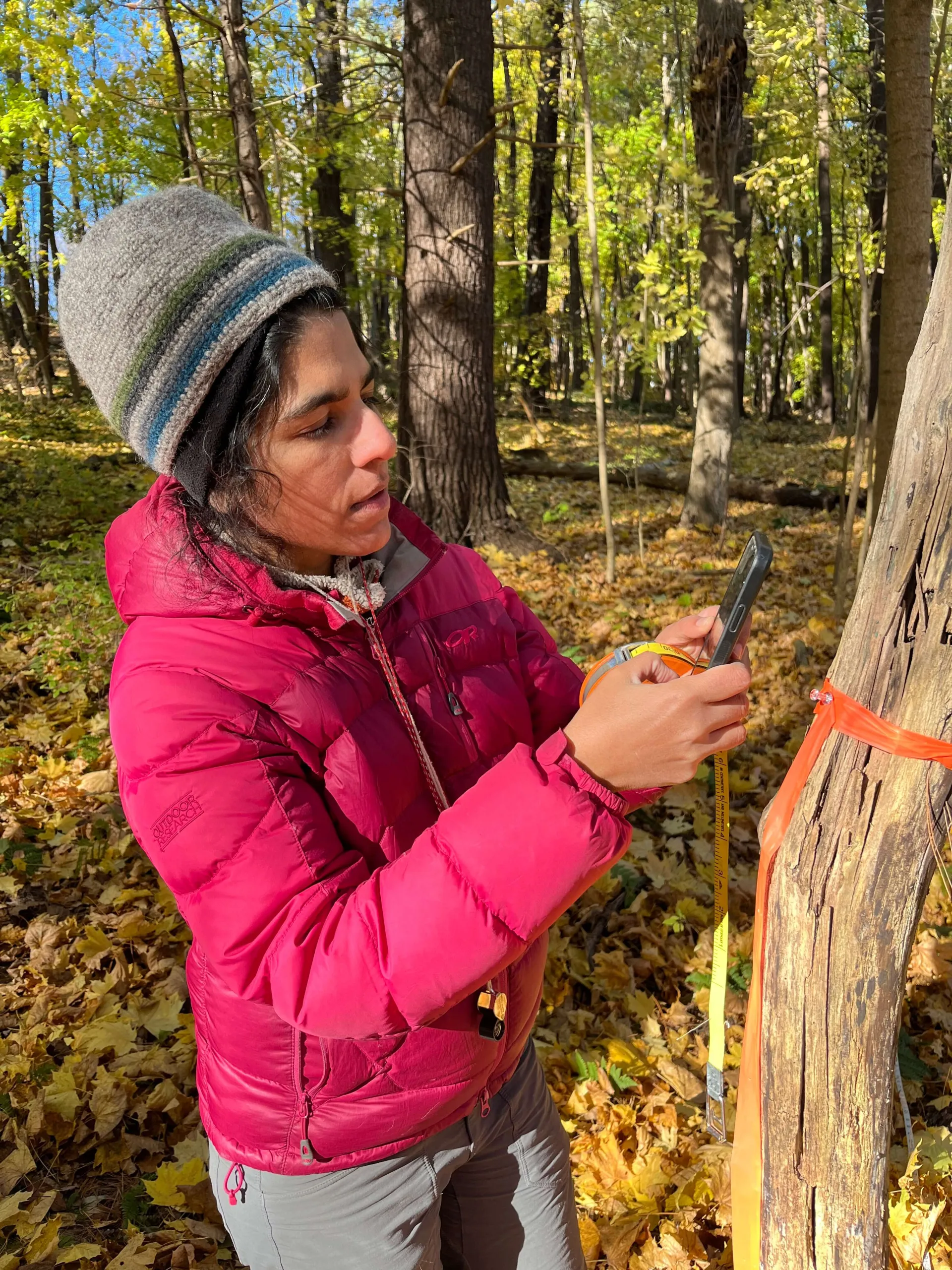 Naya measuring a tree in autumnal woods