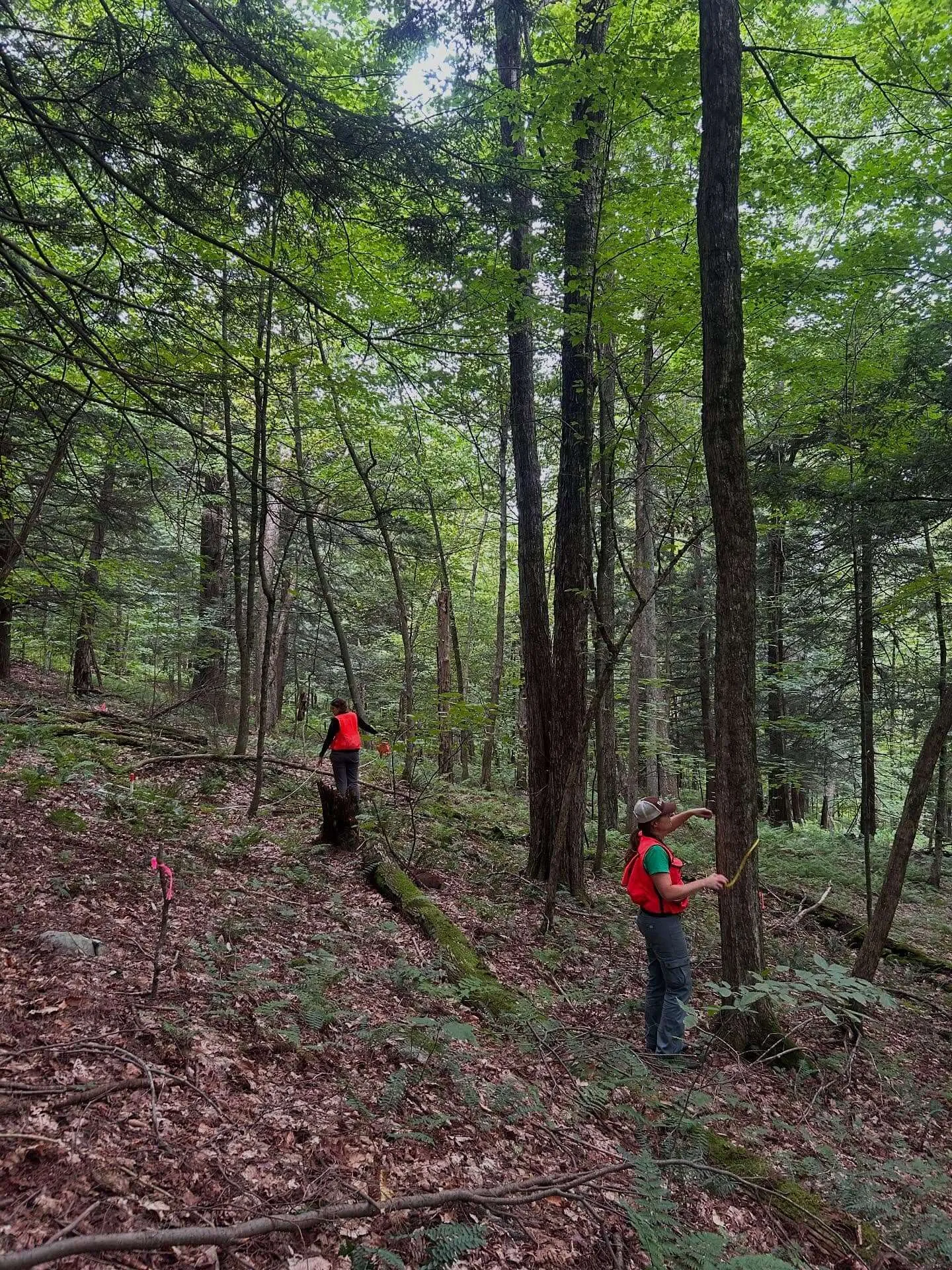 two foresters in the woods measuring trees on a slope