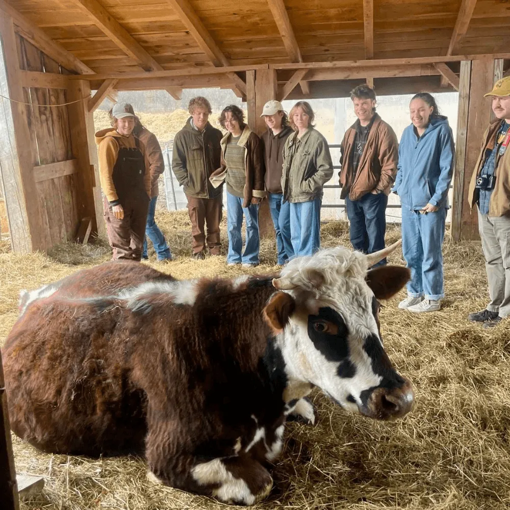 UVM Agriculture Club students in a barn with cow