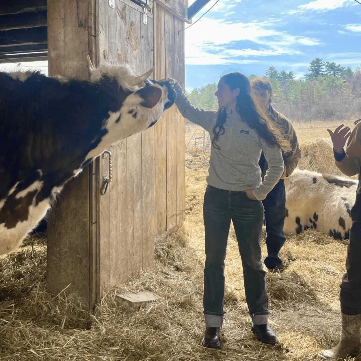 UVM Agriculture Club student petting cow on farm tour