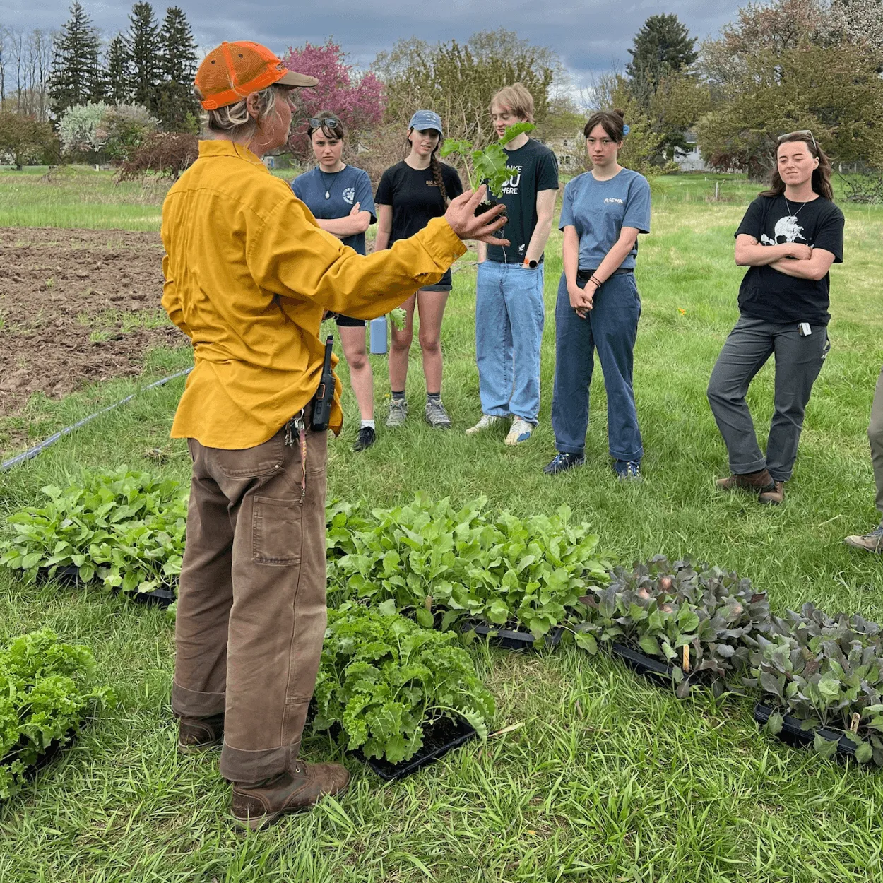 UVM Agriculture Club planting out seedlings on Catamount Educational Farm