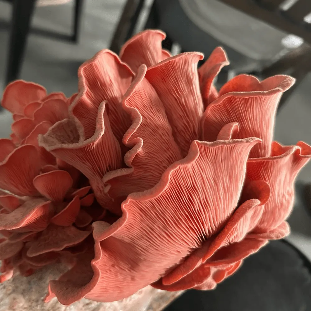 Pink Oyster Mushroom