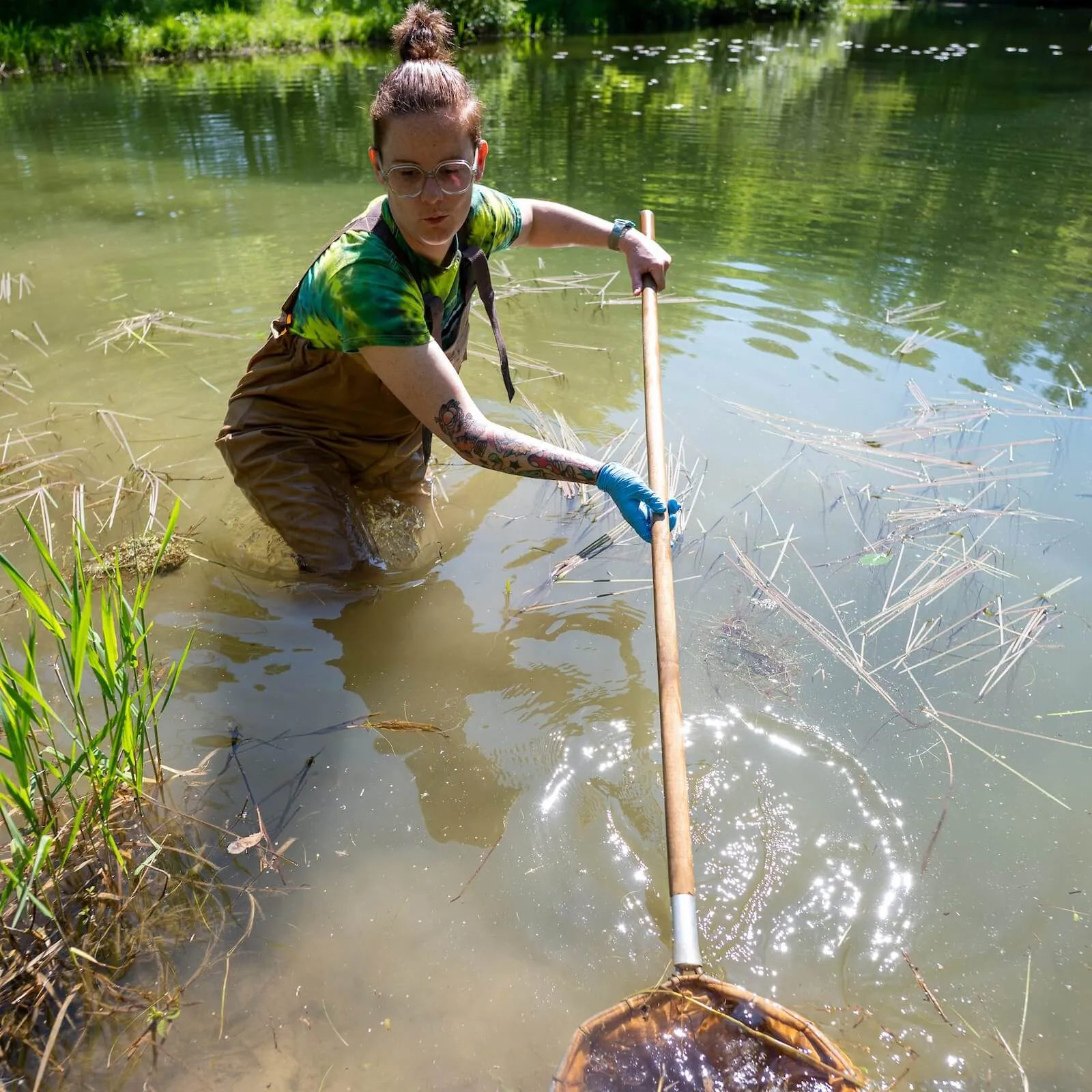 A RSENR graduate student is standing in a pond using a net to capture amphibians for research