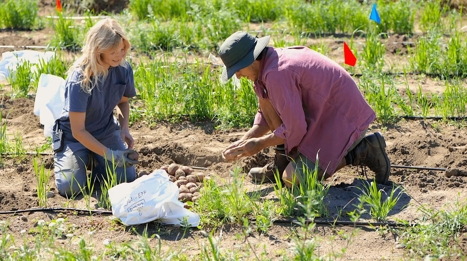 Two students working in a field