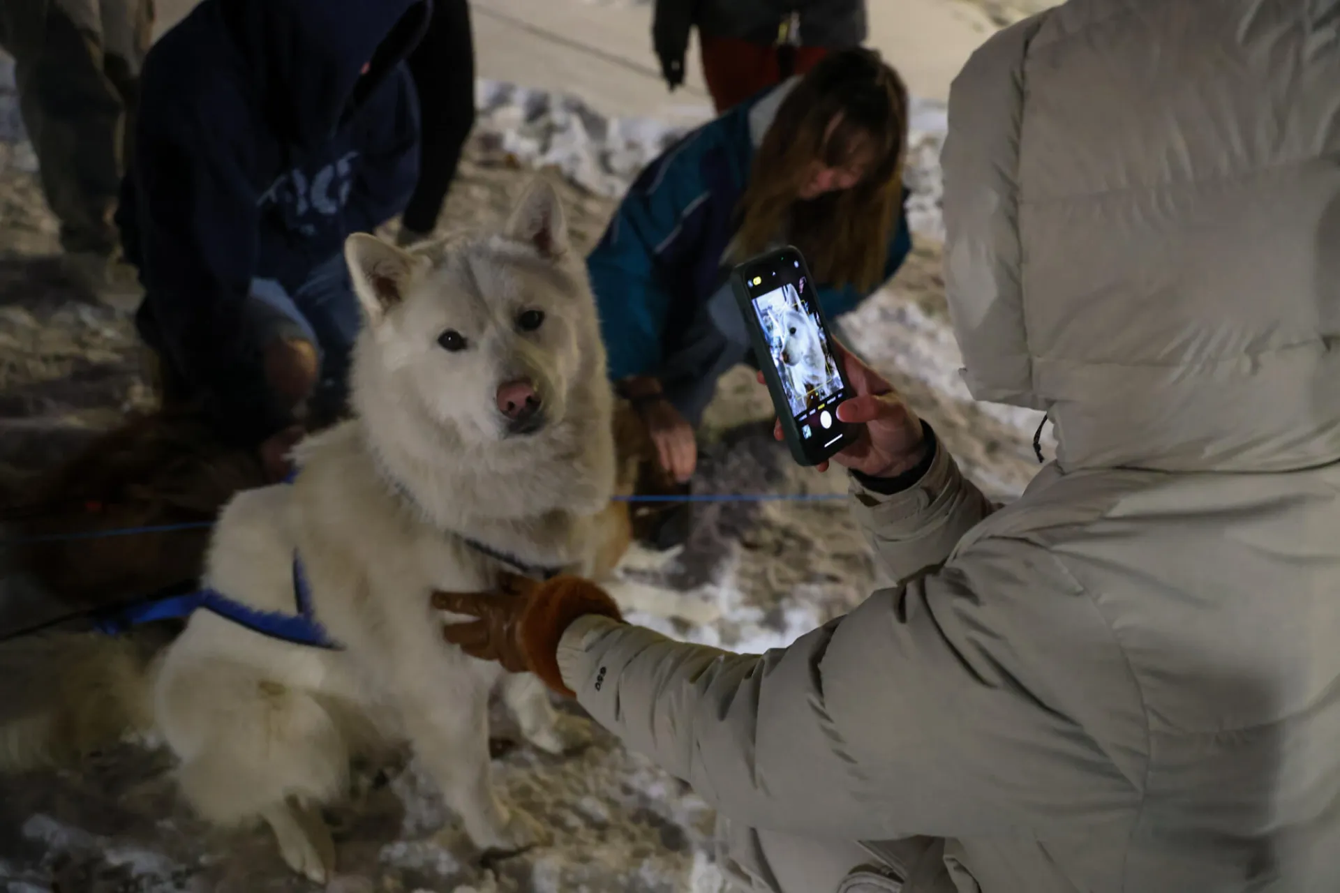 Redstone Winter Lights, with sled dogs.