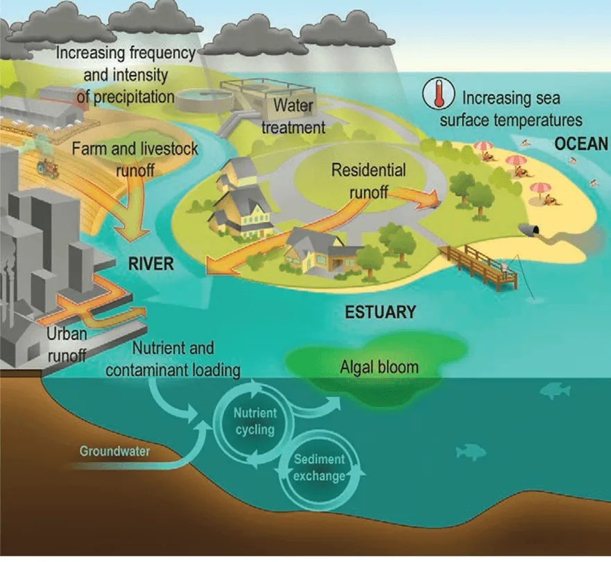 Diagram shows how increased water temperatures and preciptation can interact with human drivers of water pollution, like agricultural and urban runoff, to worsen water quality issues.