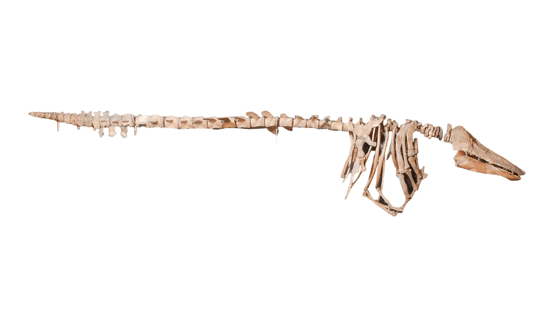 complete beluga whale skeleton on white background