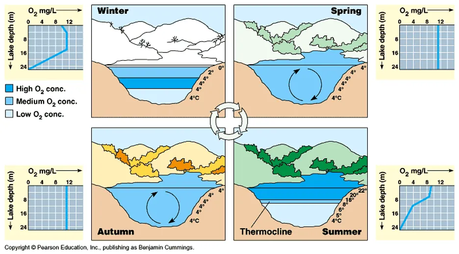 A diagram showing lake stratification occurring across the 4 seasons. The temperature of different layers of water and oxygen concentration at different depths is shown for each season. Temperature and therefore dissolved oxygen layering is found in the winter and summer, while the autumn and spring show cycling. The summer diagram also highlights the formation of the thermocline. 