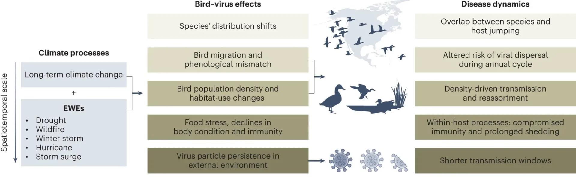 Diagram about bird-virus disease dynamics in the context of climate change. Climate processes are on the left feeding into a list of bird and virus effects which feed into a list of disease dynamic effects. The climate processes are in light blue boxes and the two sets of effects are in a series of olive shades. Between the sets of effects, there are bird and virus icons in light and dark blue. 