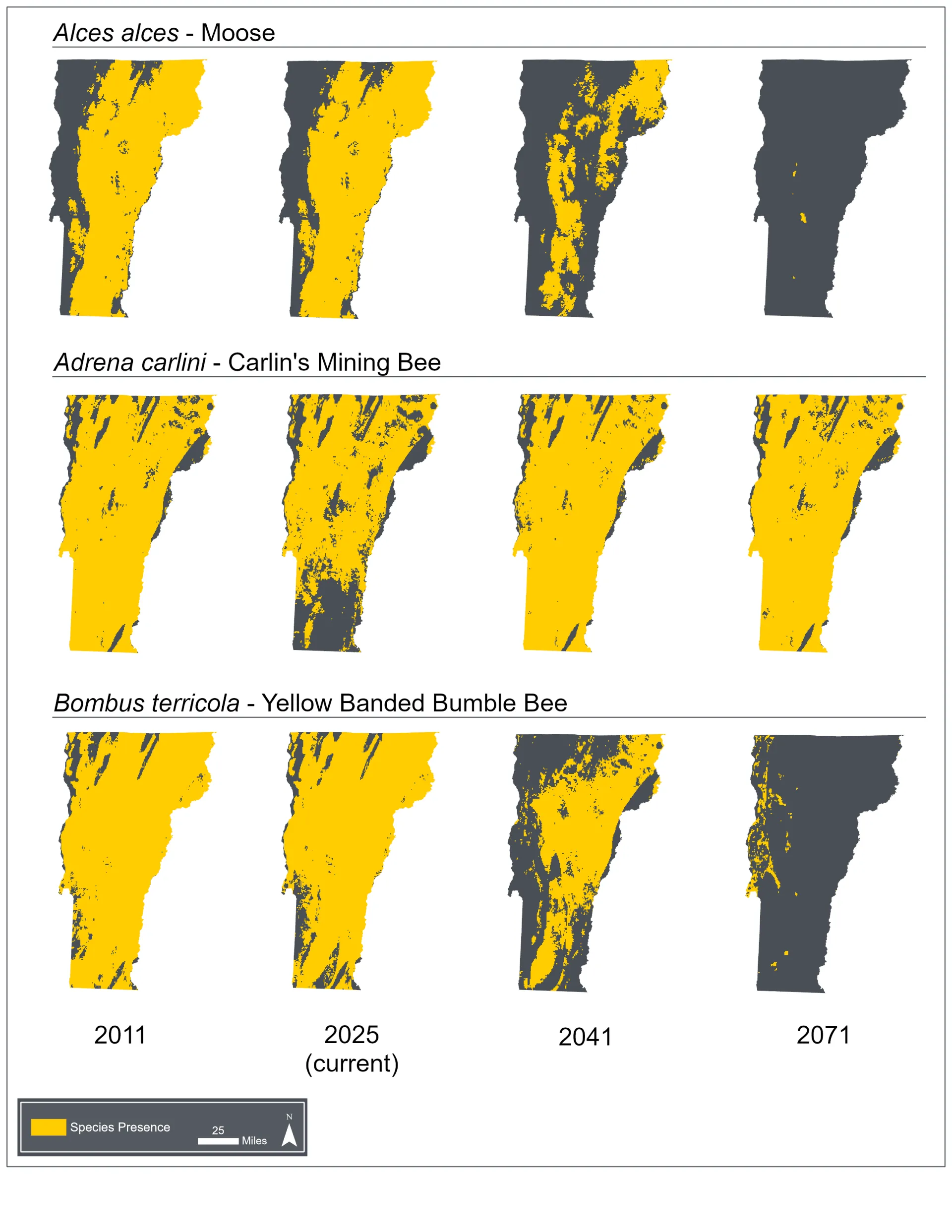 Map of Vermont with predicted species distributions in yellow for 2011, 2025, 2041, and 2071 for 3 species (moose, Carlin’s mining bee, and yellow banded bumble bee). Moose presence shows the most drastic decline, with minimal projected presence in 2071. This is followed closely by the bumble bee that sees a stark decline from 2041 to 2071. Finally, the mining bee is expected to recover from reduced presence in 2025 and stabilize 2041 to 2071.