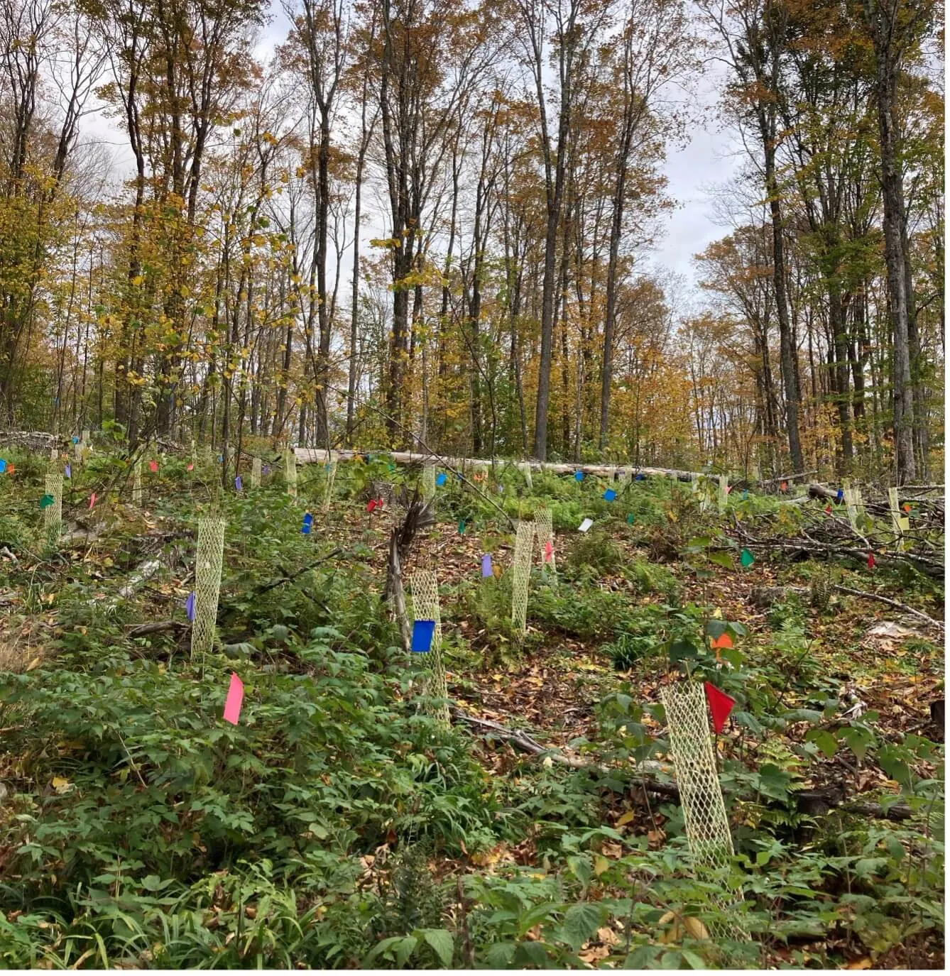 Tree seedlings dispersed throughout a clearing in a forest, identified by colored flags, surrounded by young trees marked by fall colors.