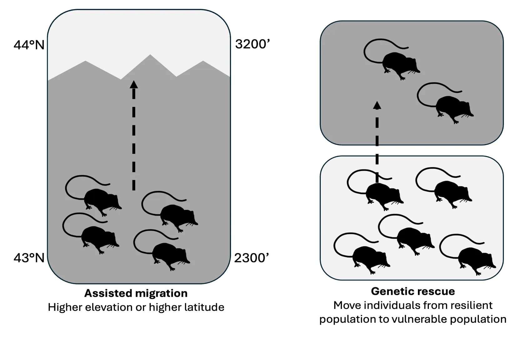 Schematic of assisted migration with shrews in black and white. Left side has four shrews moving from low to high latitude or low to high elevation with a caption underneath that says “assisted migration.”  Right side of figure is titled “genetic rescue” and has one shrew from a resilient population moving to a vulnerable population.