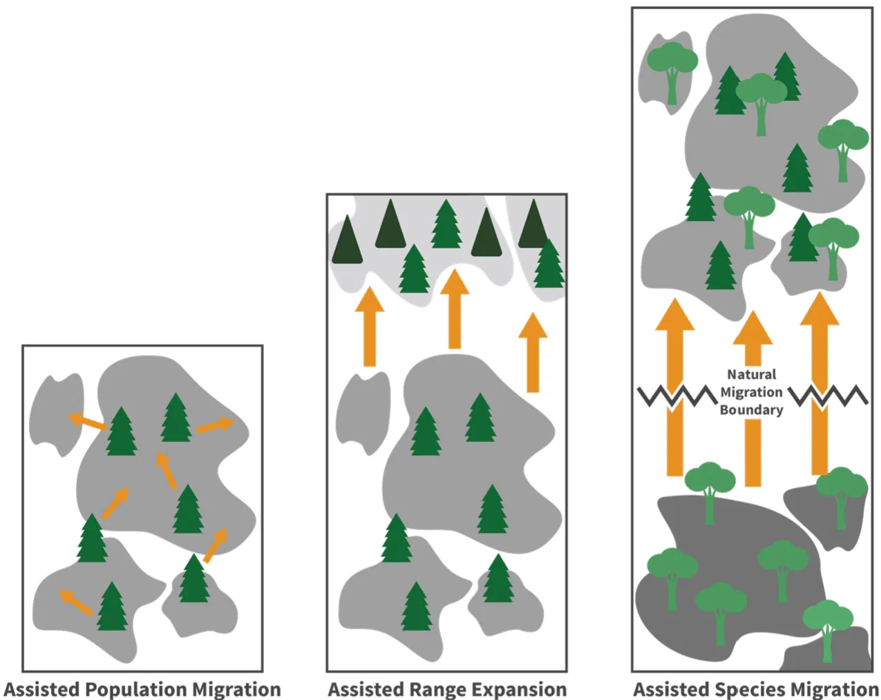 A conceptual illustration showing three levels of assisted migration: population expansion, range expansion, and species migration. Arrows indicate the movement of species to adapt to the changing climate.