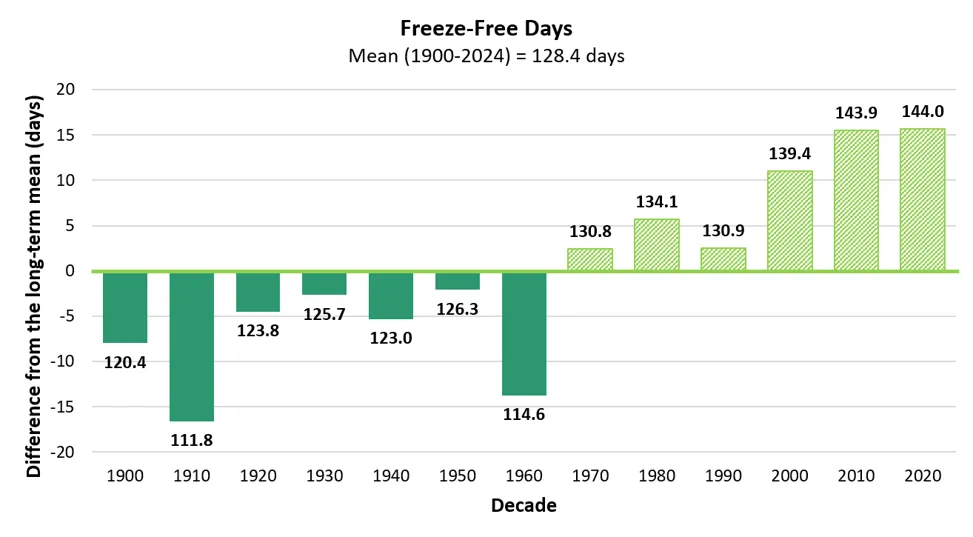 Bar chart showing average freeze-free length in days by decade, with a horizontal line indicating the grand mean of 128.4 days. Bars are colored light green for decades 1900-1969 and dark green for 1970-2024, as all decades prior to 1970 had a freeze-free period shorter than the total mean from 1900-2024, and all decades after 1960 had a freeze-free period longer than the total mean.