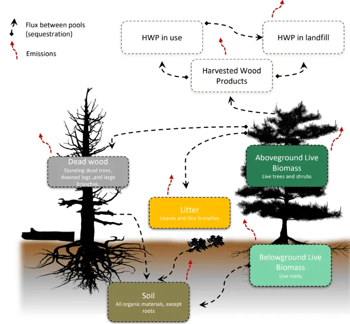 forest carbon pools