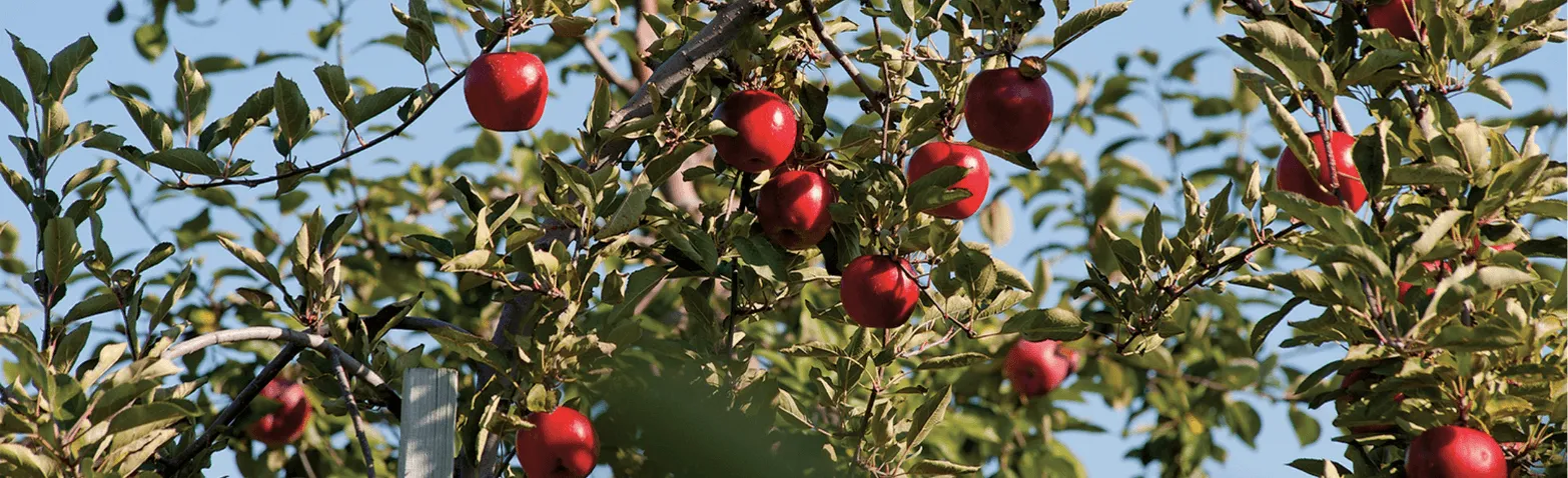 Decorative. a photograph of apple trees