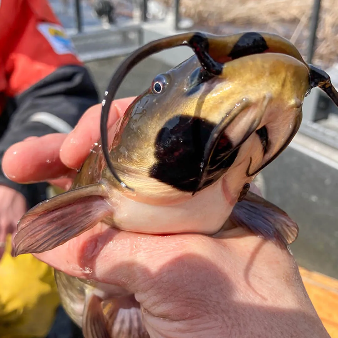 a hand holding bullhead catfish with a big black spot on it