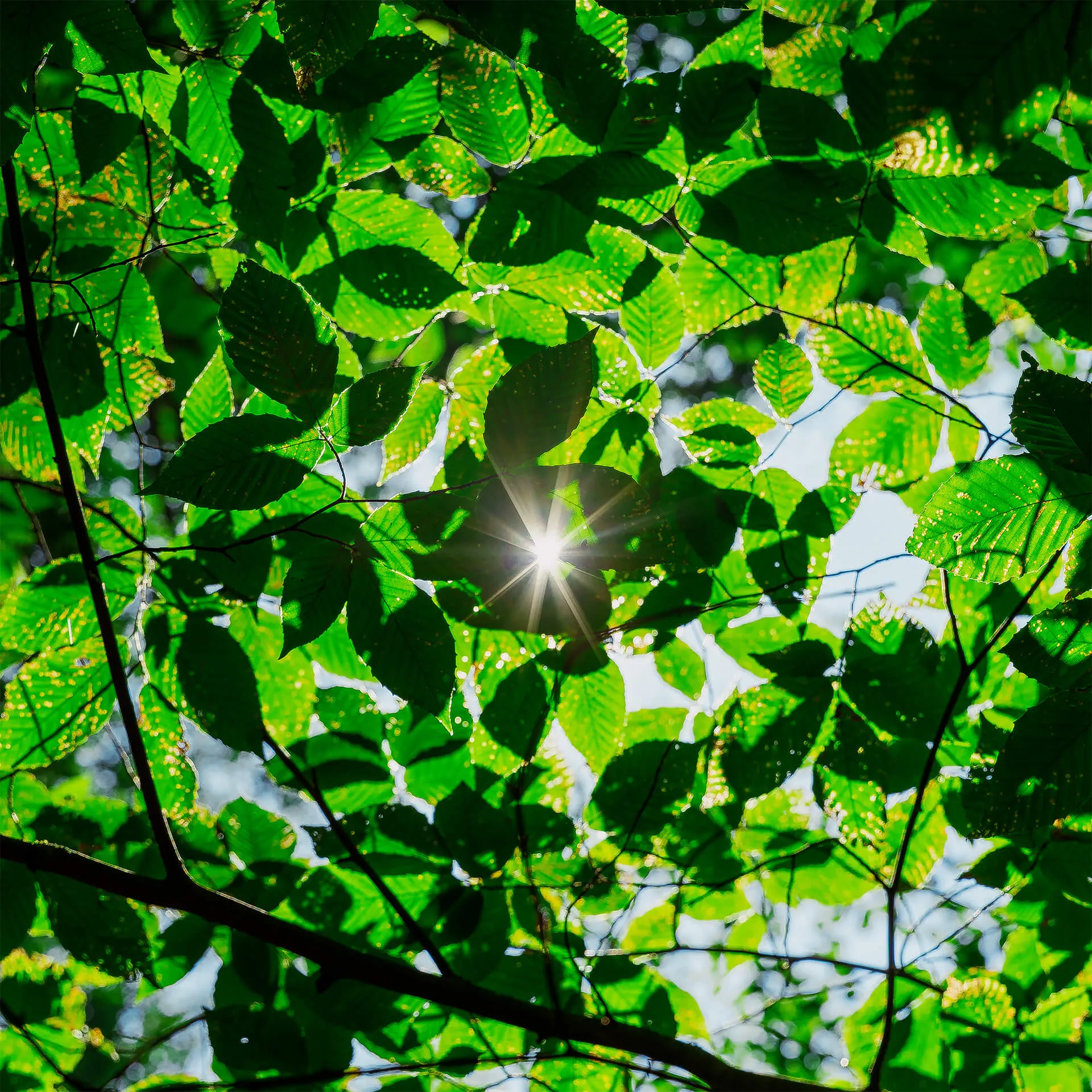 A view looking up at the sun peering through the foliage of a beech tree