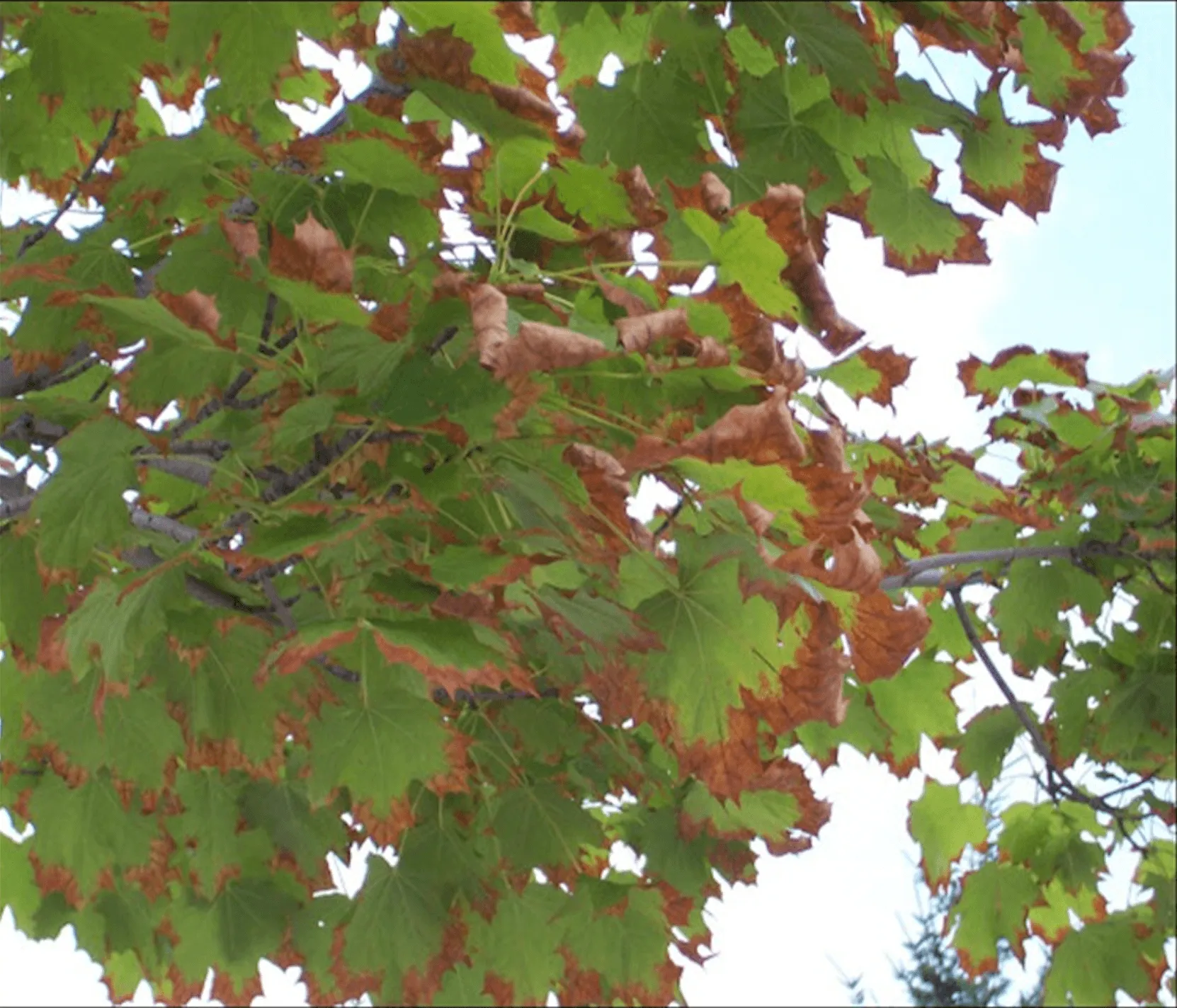 A photograph of maple tree leaves in Vermont showing marginal leaf scorch. The edges of the leaves are brown and dry.