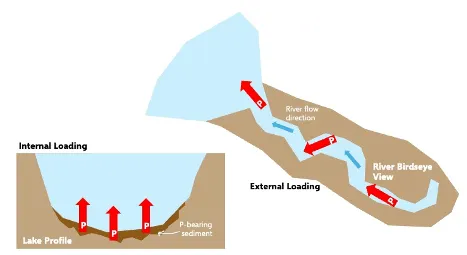 Conceptual diagram of internal loading and external loading. Internal loading depicted by phosphorus moving from lake sediment into water column. External loadin depicted by phosphorus moving downstream to a lake following streamflow transport. 