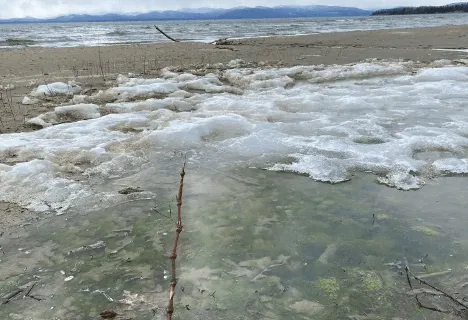 Photo of an algae bloom visible beneath the ice on Lake Champlain.
