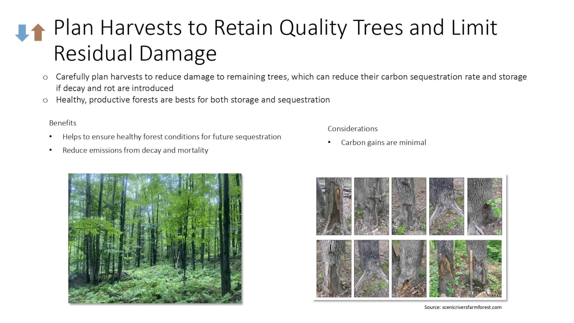 Retain Quality Trees, Limit Damage slide
