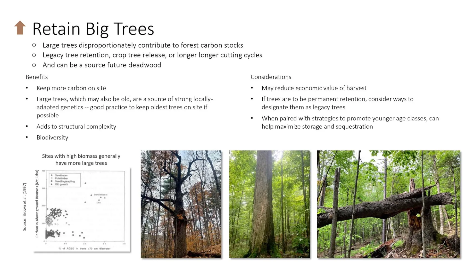 Retain Big Trees slide