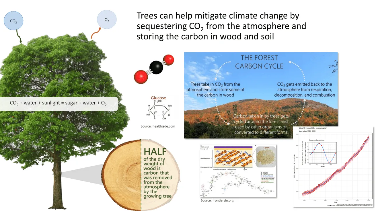 forest carbon diagram