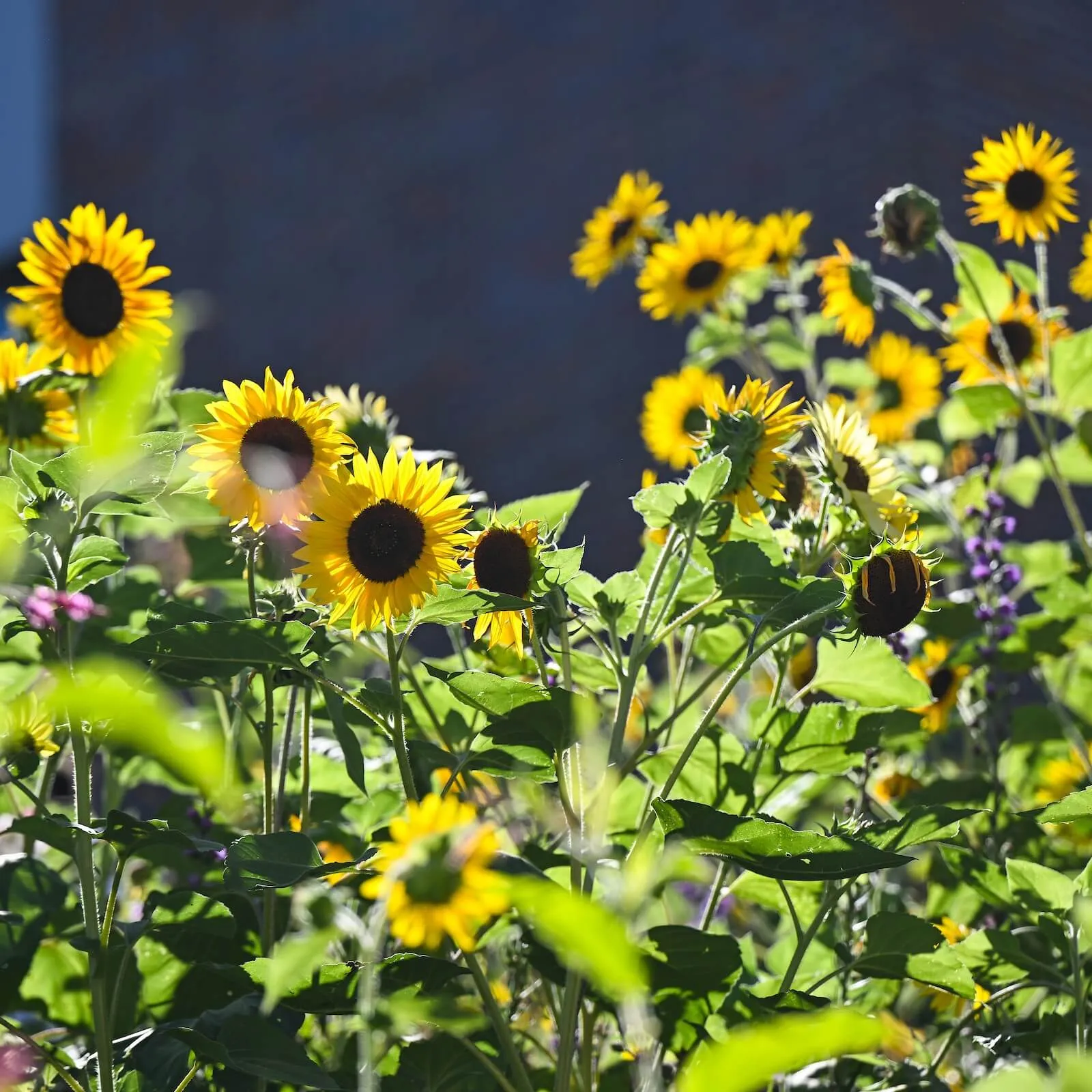 A cluster of sunflowers in the foreground and background