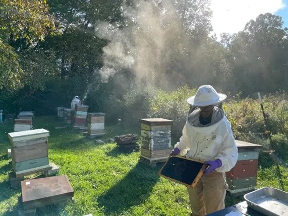 Photograph of 2 bee keepers tending to a colony of bees contained in boxes near a farm. The bee keeper in the forefront of the image shows the camera a hive formed on a slat that was in one of the colony boxes. Both keepers wear traditional PPE for this activity, including face nets, gloves and jackets. Smoke is coming out of one of the colonies in the background of the image.