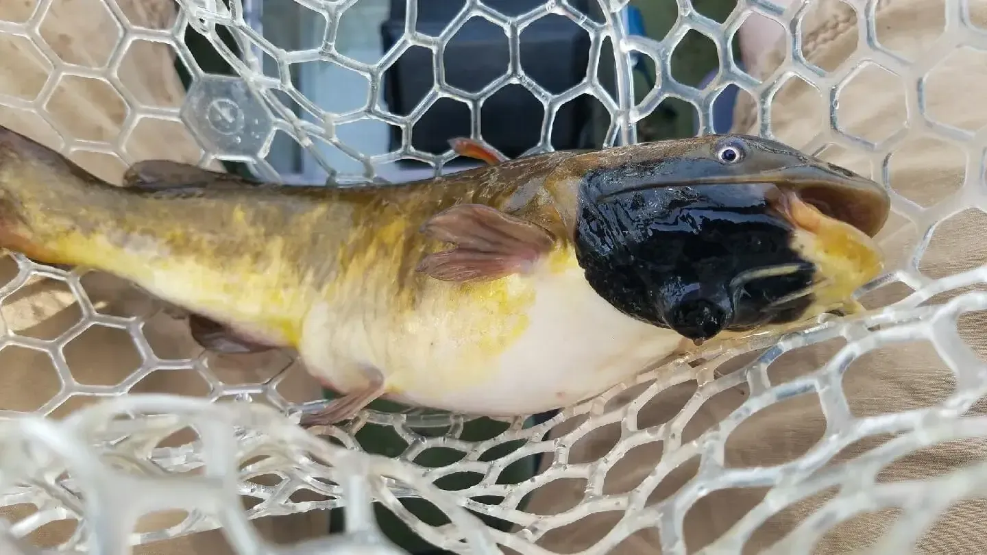 A catfish with cancer around its mouth