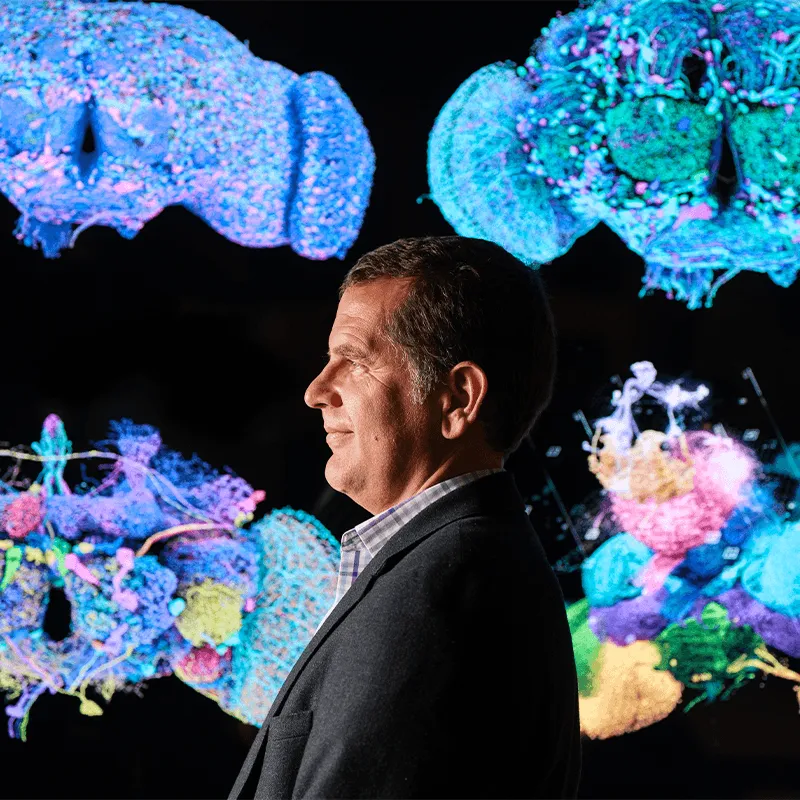 Person standing perpendicular to the camera in front of 4 colorful images of the brain network of fruit flies. 