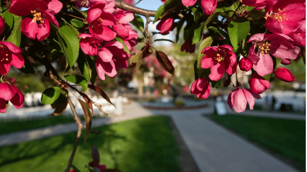 Apple blossoms at commencement