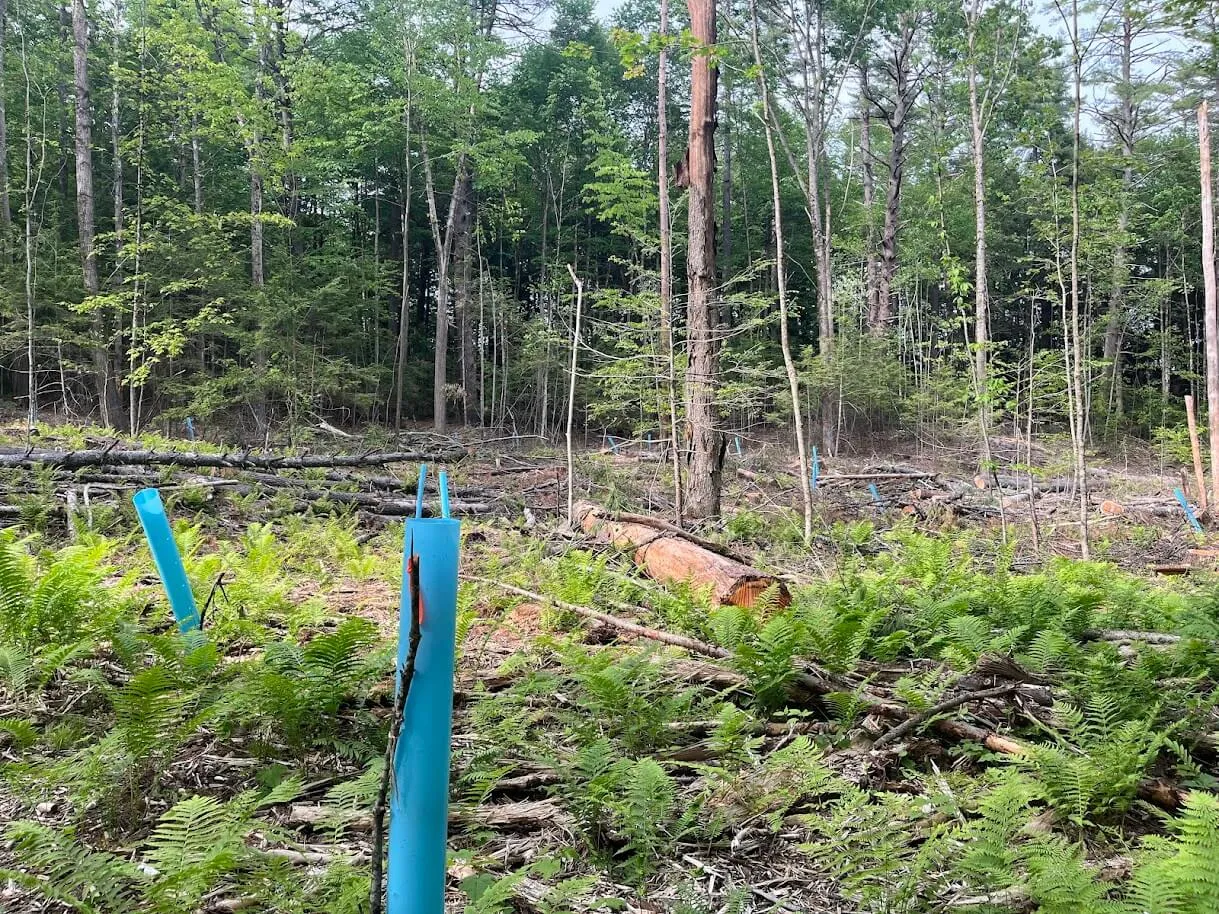 planted trees in blue tubes after forest management practices with downed logs on the ground.