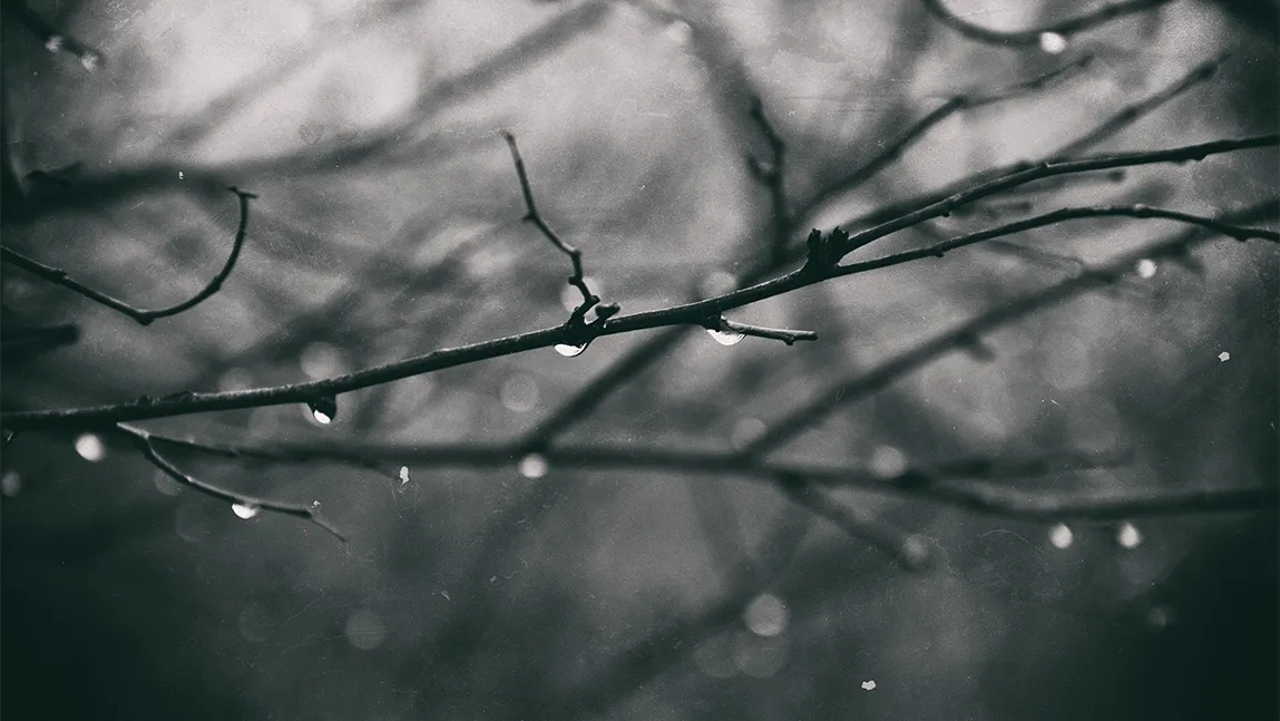 bare tree branches dripping water on a dark day