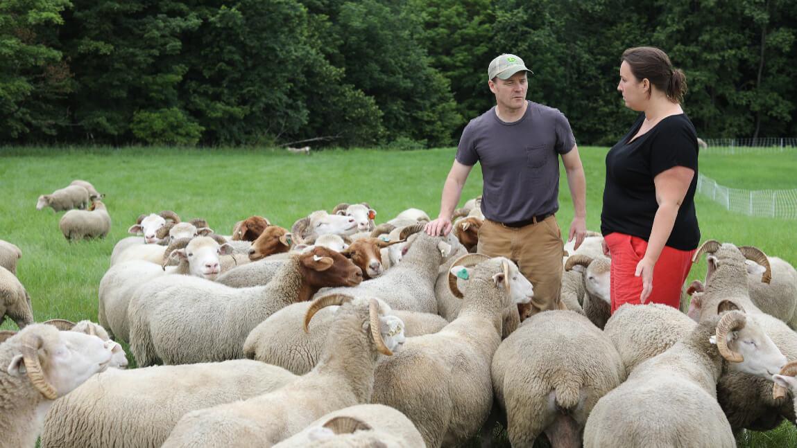 two farmers with a herd of sheep