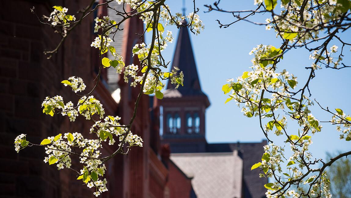 white blossoms on tree with campus building in background