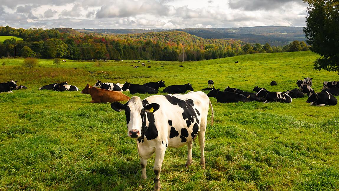 Green field of black and white cows with fall colors on distant hillsides